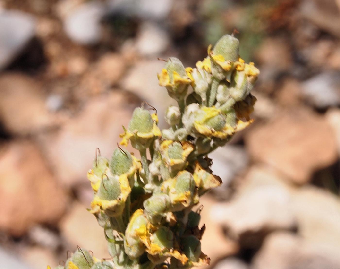 Mullein, White fruit